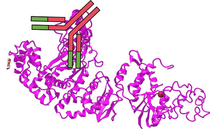 想提高PCR特異性嗎？用對酶很重要！
